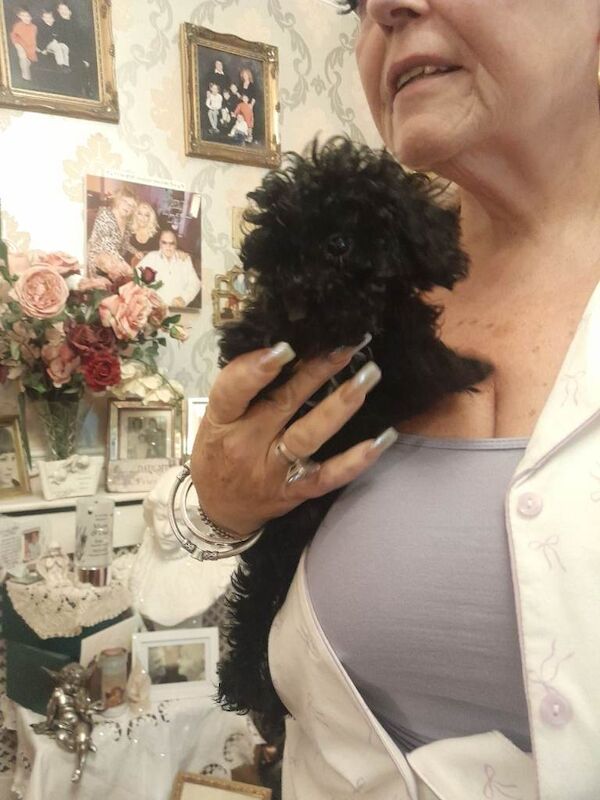 Toy poodle - Image 6 of 6