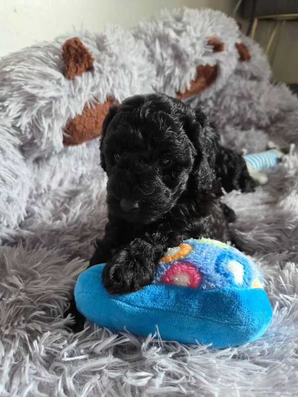 Poodle Puppies For Sale