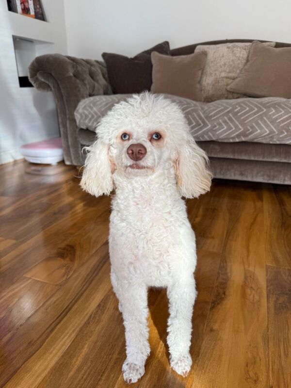 Toy poodle