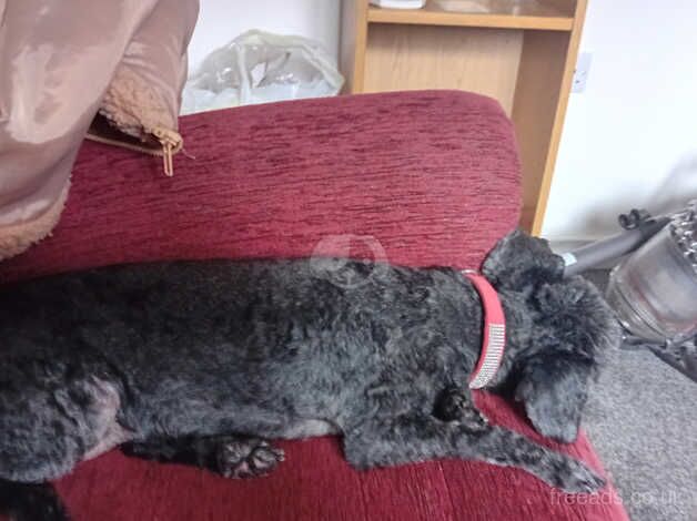 Poodle puppies for sale in Ilkeston, Derbyshire – 8 years old - Image 1 of 1