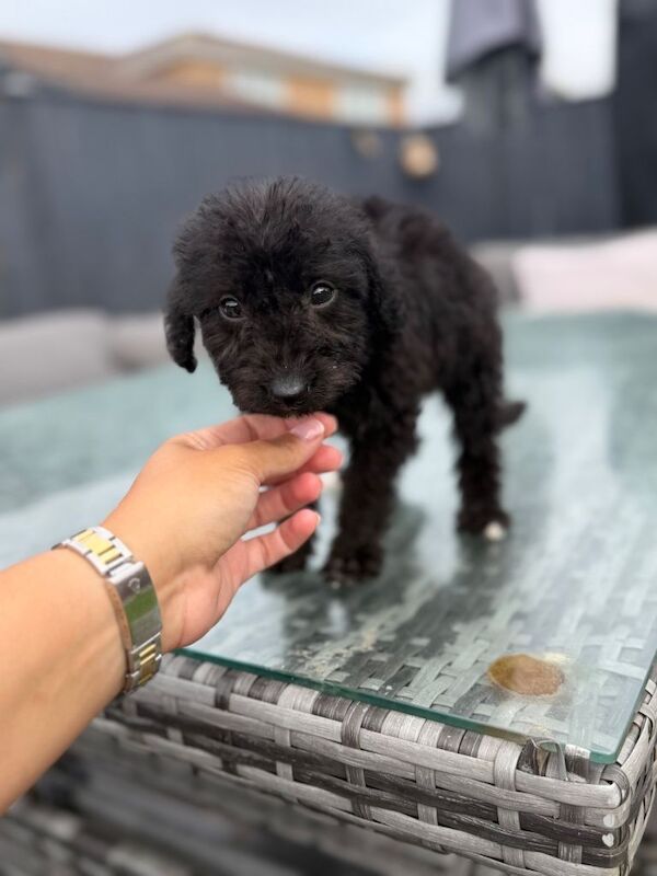 Toy Poodle boy and girl black with white patches - Image 2 of 3