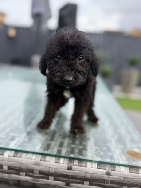 Toy Poodle boy and girl black with white patches - Image 3 of 3