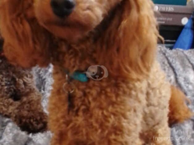 Poodle puppies for sale in Sleaford, Hampshire – 1 year old - Image 1 of 3