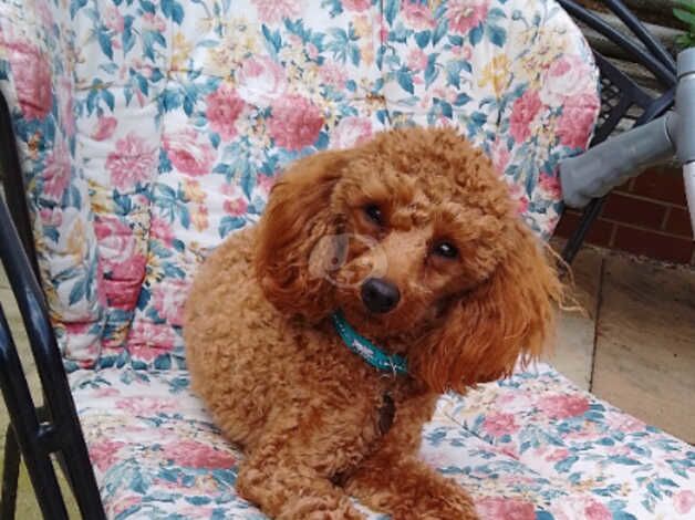 Poodle puppies for sale in Sleaford, Hampshire – 1 year old - Image 2 of 3