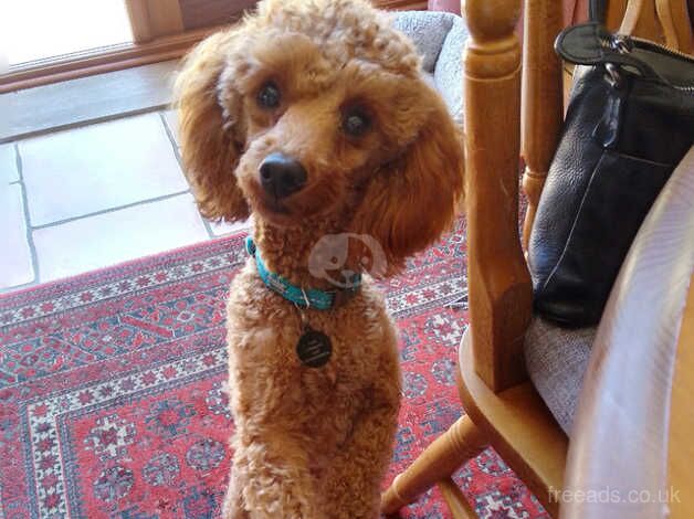 Poodle puppies for sale in Sleaford, Hampshire – 1 year old - Image 3 of 3