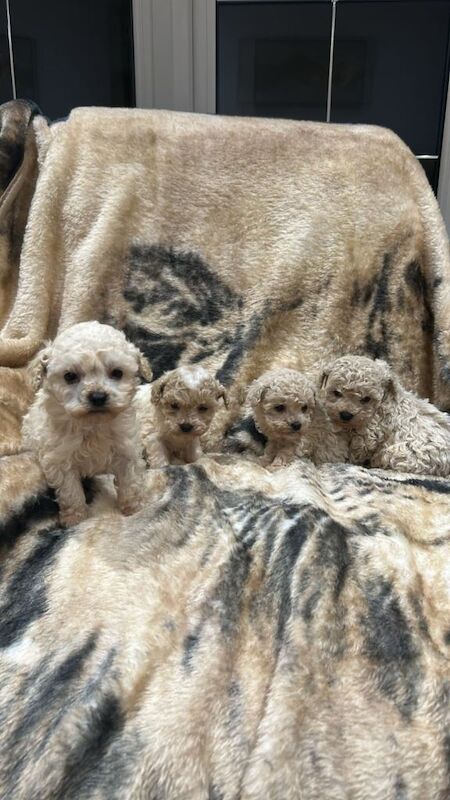 Poodle puppies for sale in Huntingdon, Cambridgeshire – 3 months old