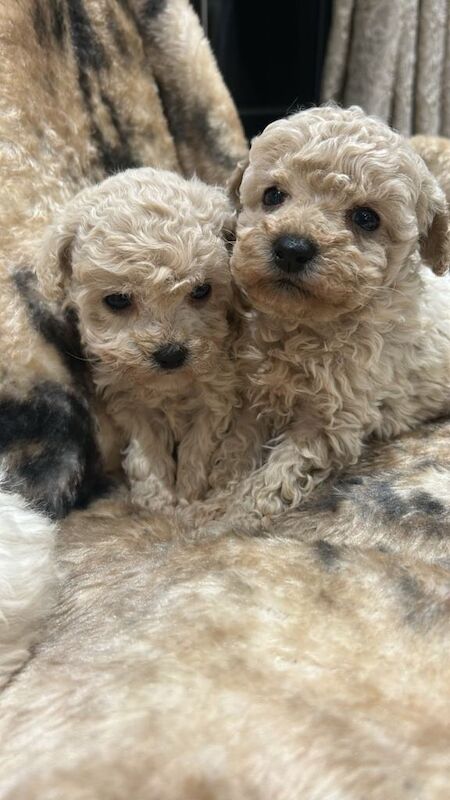 Poodle puppies for sale in Huntingdon, Cambridgeshire – 11 weeks old - Image 2 of 3
