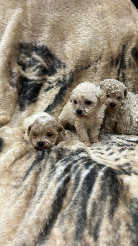Poodle puppies for sale in Huntingdon, Cambridgeshire – 11 weeks old - Image 3 of 3