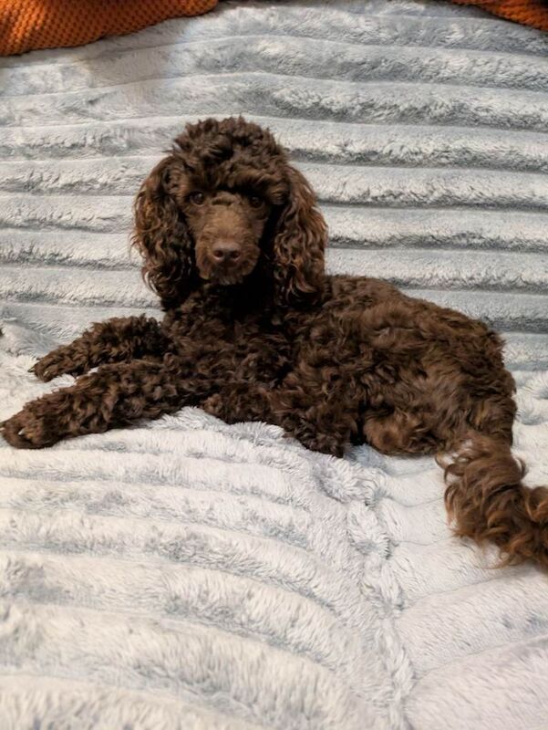Toy poodle chocolate boy not KC reg - Image 2 of 3