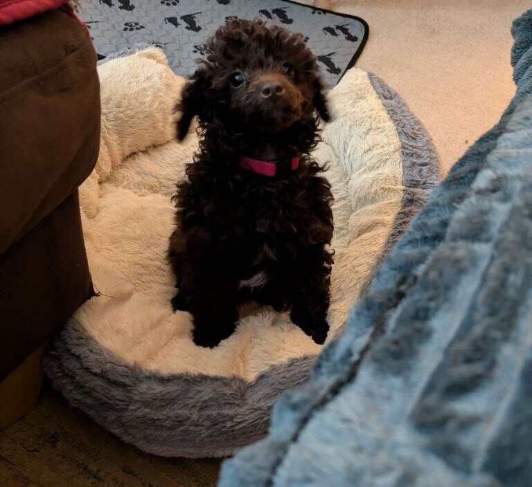 Toy poodle chocolate boy not KC reg - Image 3 of 3
