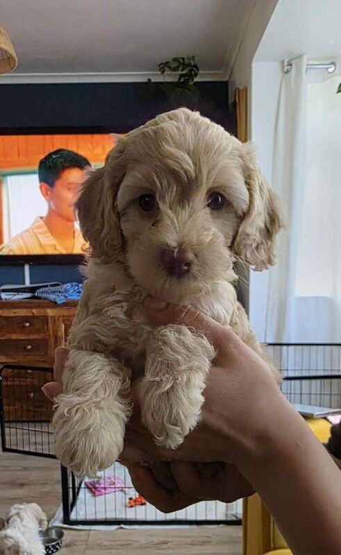 Poodle Puppies For Sale