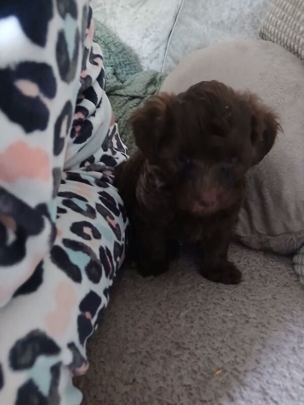Poodle Puppies For Sale