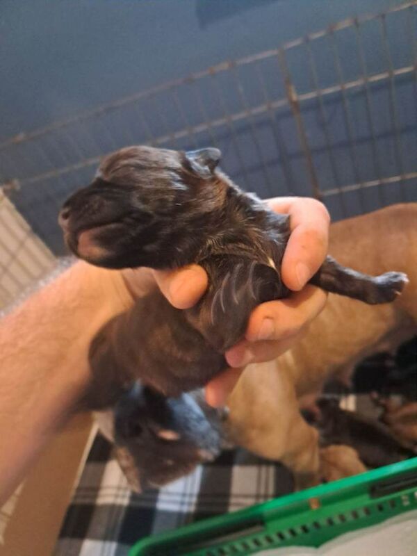 Toy poodle cross bull-terrier - Image 4 of 4