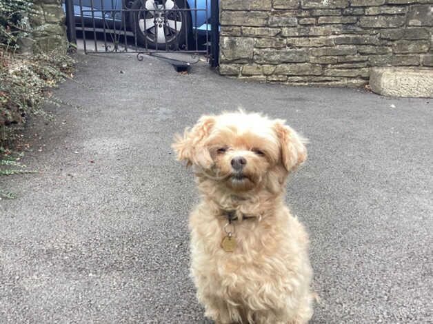 Poodle puppies for sale in Ilkley, West Yorkshire – 1 year old - Image 2 of 4