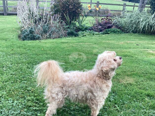 Poodle puppies for sale in Ilkley, West Yorkshire – 1 year old - Image 3 of 4