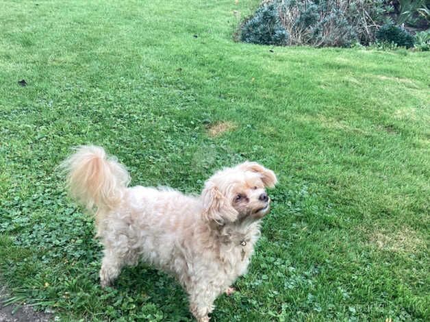 Poodle puppies for sale in Ilkley, West Yorkshire – 1 year old - Image 4 of 4