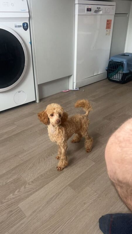 Toy poodle dog for sale - Image 2 of 2