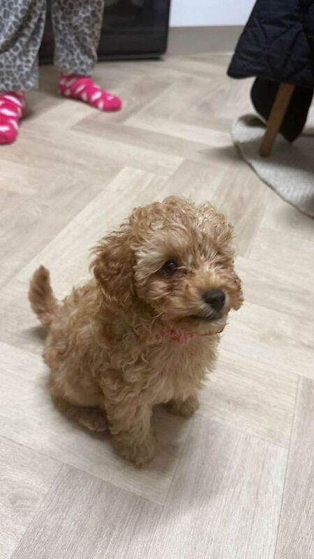 Poodle puppies for sale in Norbury, London – 10 weeks old