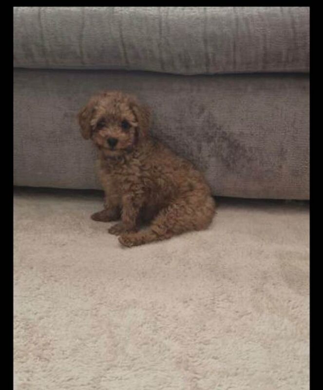 Poodle puppies for sale in Norbury, London – 10 weeks old - Image 4 of 6