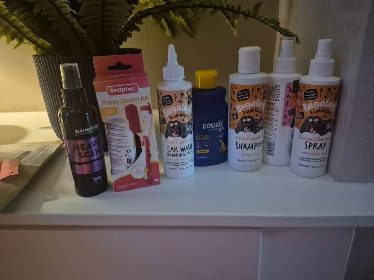 Poodle puppies for sale in Norbury, London – 10 weeks old - Image 5 of 6