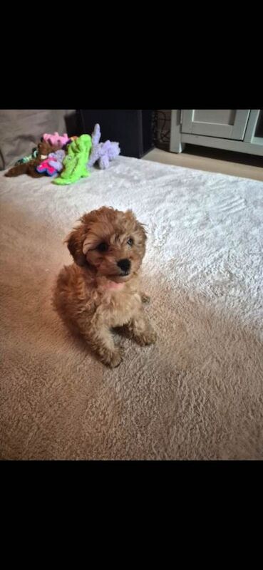 Poodle puppies for sale in Norbury, London – 10 weeks old - Image 6 of 6