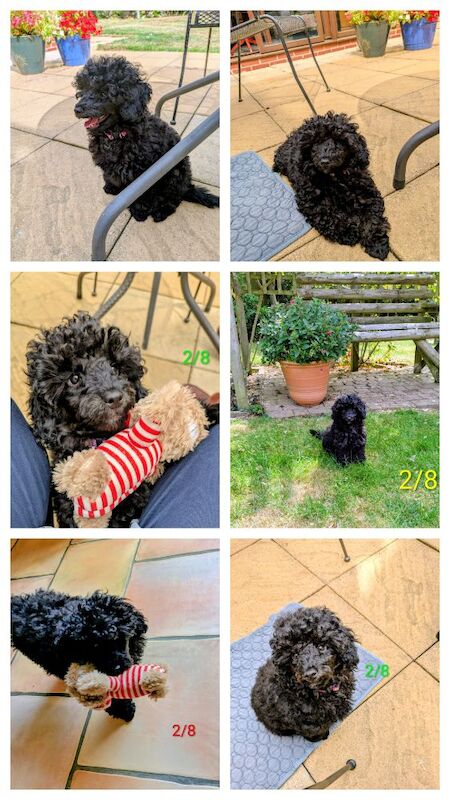 Kennel Club Registered Poodle Puppies For Sale