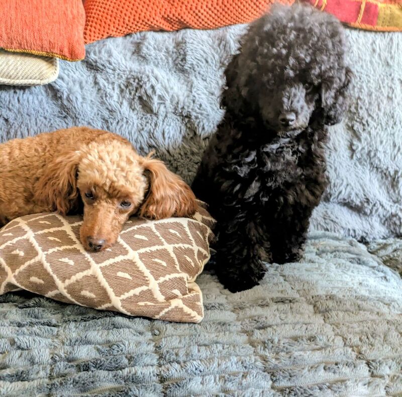 Toy poodle girl last one 16 weeks old KC reg Fully vac - Image 3 of 9