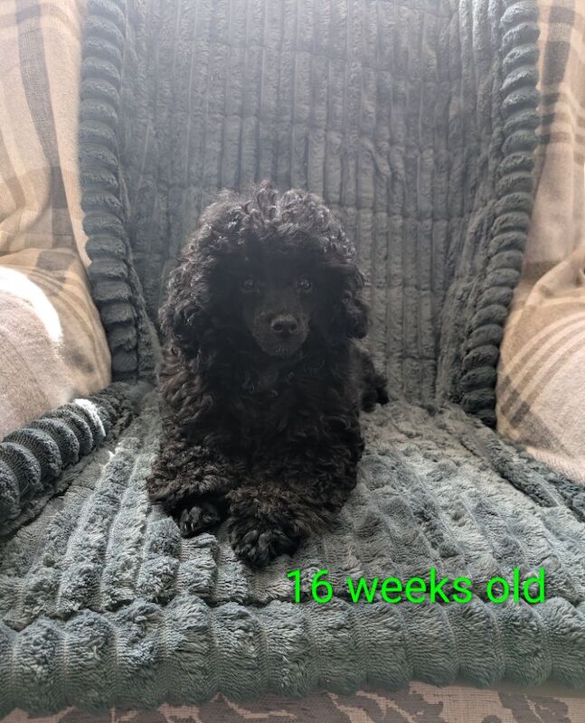 Toy poodle girl last one 16 weeks old KC reg Fully vac - Image 6 of 9
