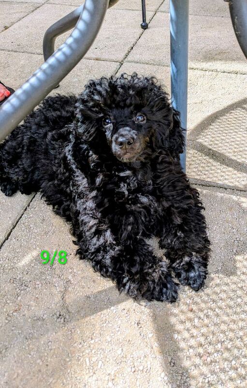 Toy poodle girl last one 16 weeks old KC reg Fully vac - Image 8 of 9