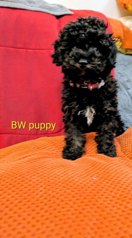 Toy poodle girl puppies KC registered fully. Vaccinated ready to leave - Image 6 of 9