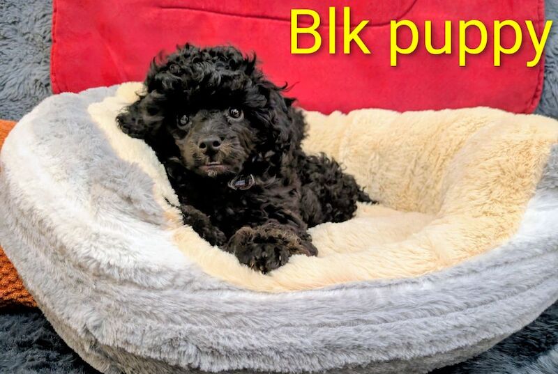 Toy poodle girl puppies KC registered fully. Vaccinated ready to leave - Image 7 of 9
