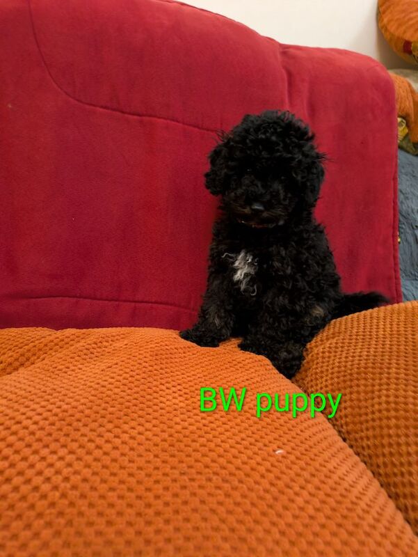 Toy poodle girl puppies KC registered fully. Vaccinated ready to leave - Image 8 of 9