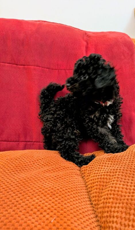 Toy poodle girl puppies KC registered fully. Vaccinated ready to leave - Image 9 of 9
