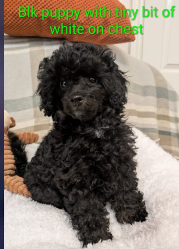 Toy poodle girls 14 weeks old KC reg Fully vac