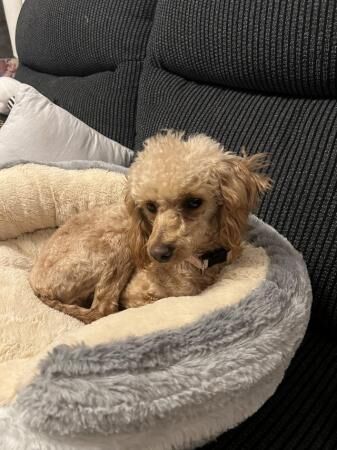 Toy poodle looking for new home for sale in Tf119ne, Shropshire - Image 1
