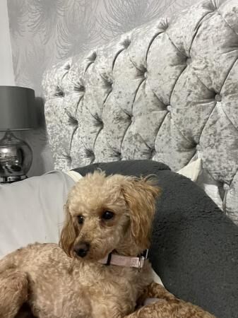Toy poodle looking for new home for sale in Tf119ne, Shropshire - Image 2