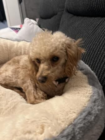 Toy poodle looking for new home for sale in Tf119ne, Shropshire - Image 3