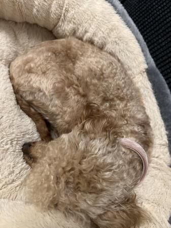 Toy poodle looking for new home for sale in Tf119ne, Shropshire - Image 4