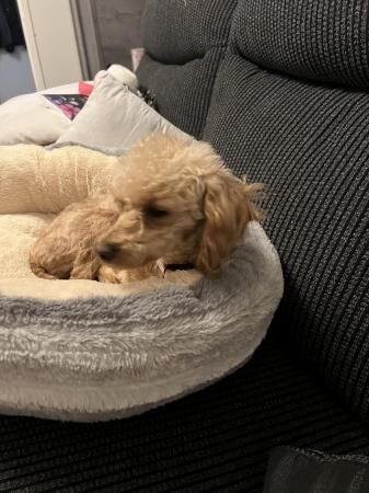 Toy poodle looking for new home for sale in Tf119ne, Shropshire - Image 5