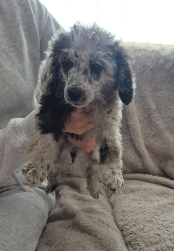 Poodle Puppies For Sale Under £1,000