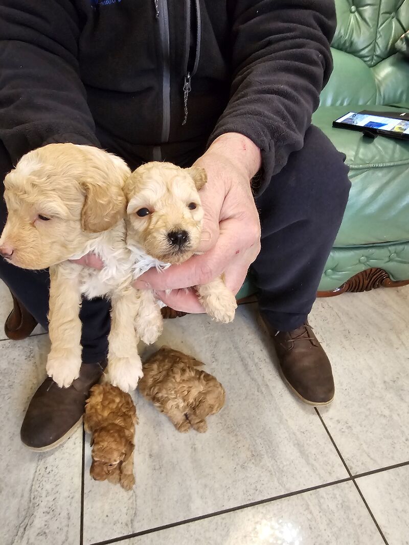TOY POODLE PUPPIES for sale in Middlesbrough, North Yorkshire | Image 2