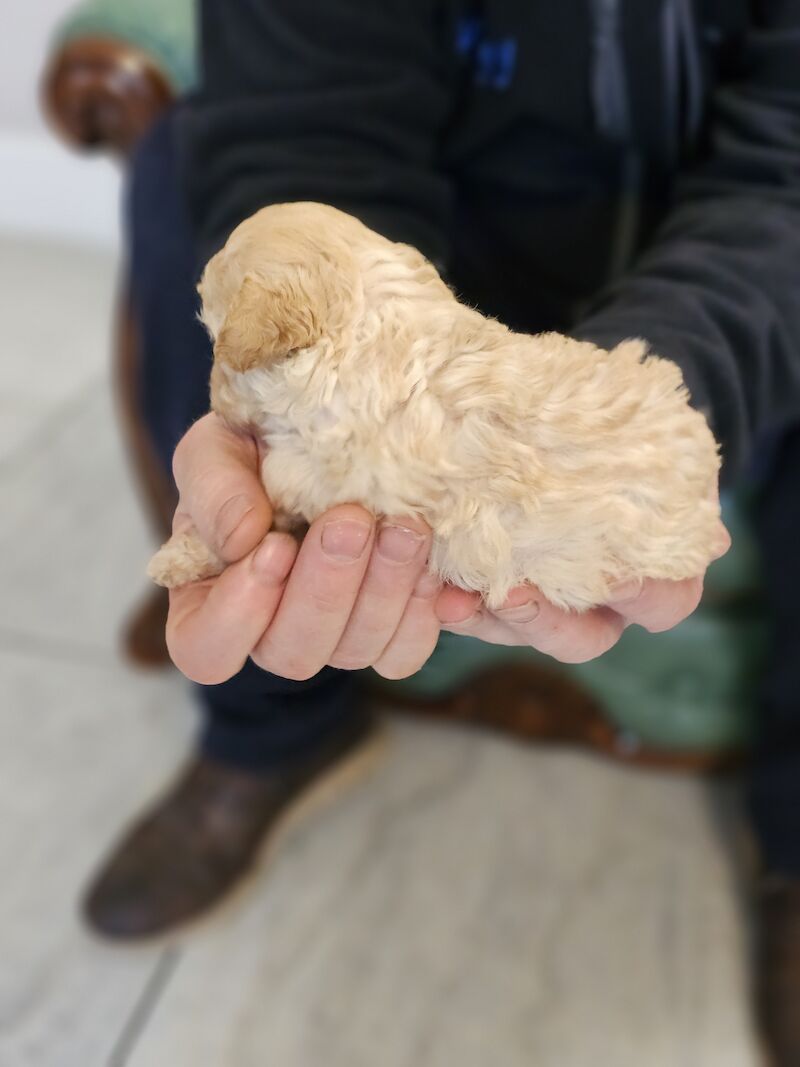 TOY POODLE PUPPIES for sale in Middlesbrough, North Yorkshire | Image 3