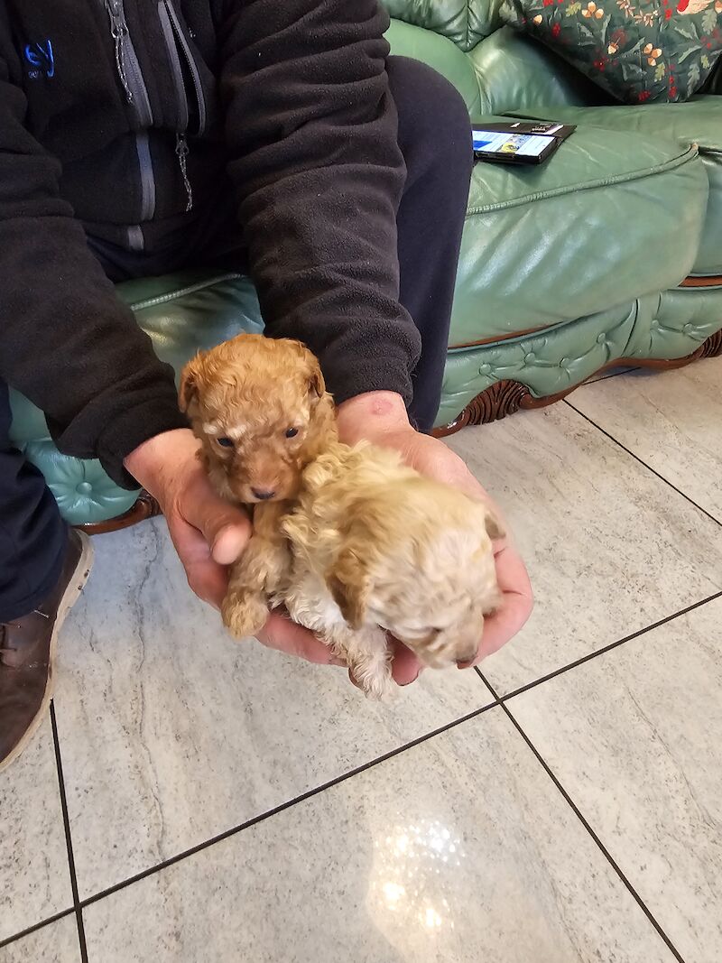 TOY POODLE PUPPIES for sale in Middlesbrough, North Yorkshire | Image 4