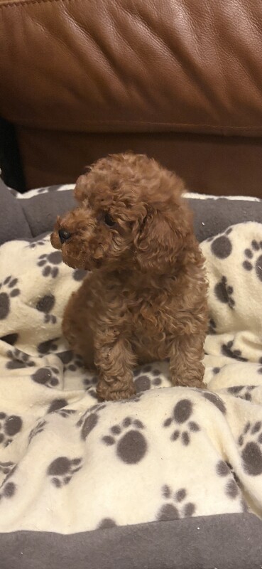 Poodle puppies for sale in York, North Yorkshire – 8 weeks old