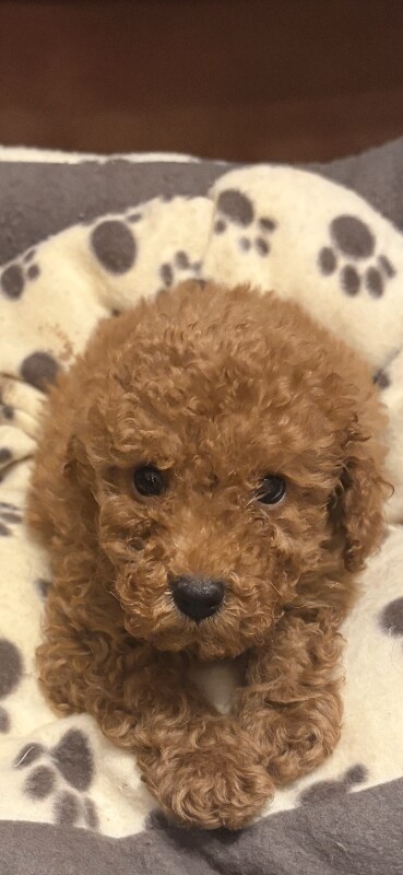 Toy poodle puppies - Image 2 of 3