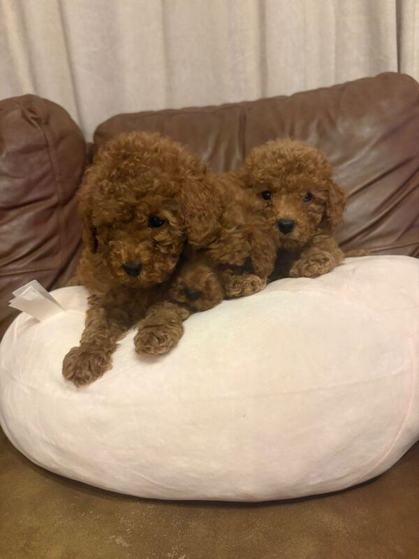Toy poodle puppies - Image 3 of 3