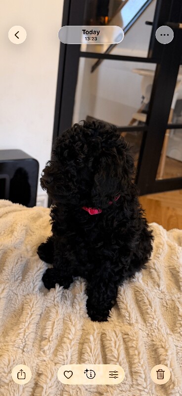 Toy poodle puppies