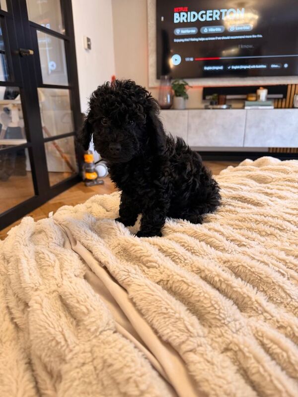 Toy poodle puppies - Image 2 of 3