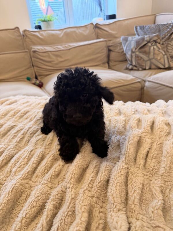 Toy poodle puppies - Image 3 of 3