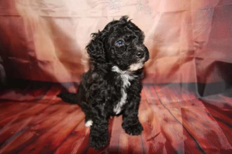 Toy Poodle Puppies - Image 2 of 5